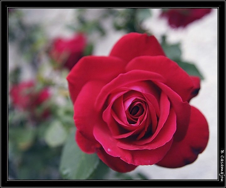 rose 1.jpg - rose rouge